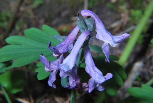Corydalis cava